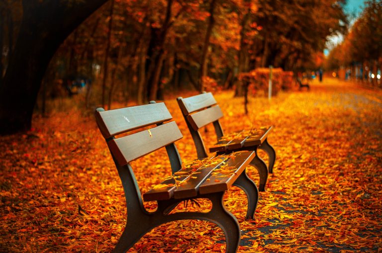 Two benches in autumn leaves